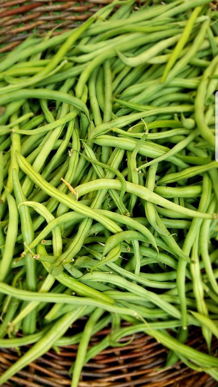 Beans at Sarvajana Stores, Pappampatti