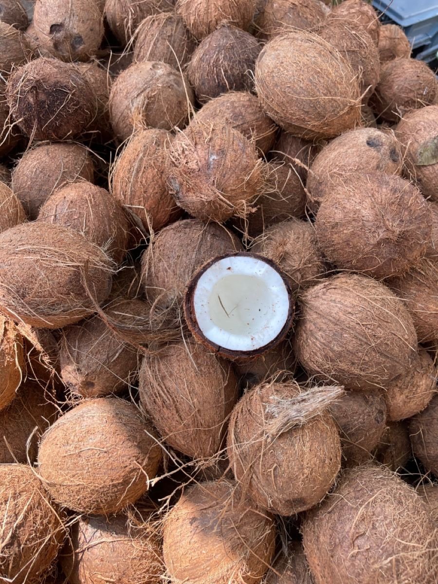 Coconut at Sarvajana Stores, Pappampatti