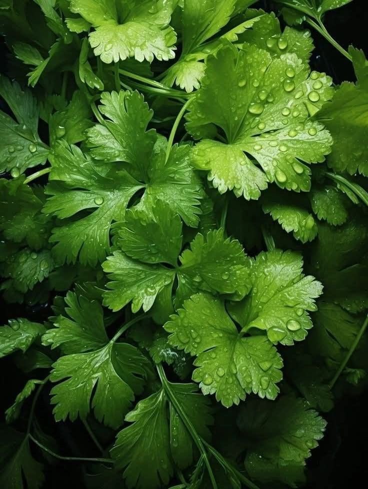 Coriander at Sarvajana Stores, Pappampatti