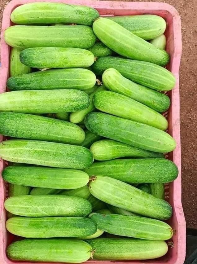 Cucumber