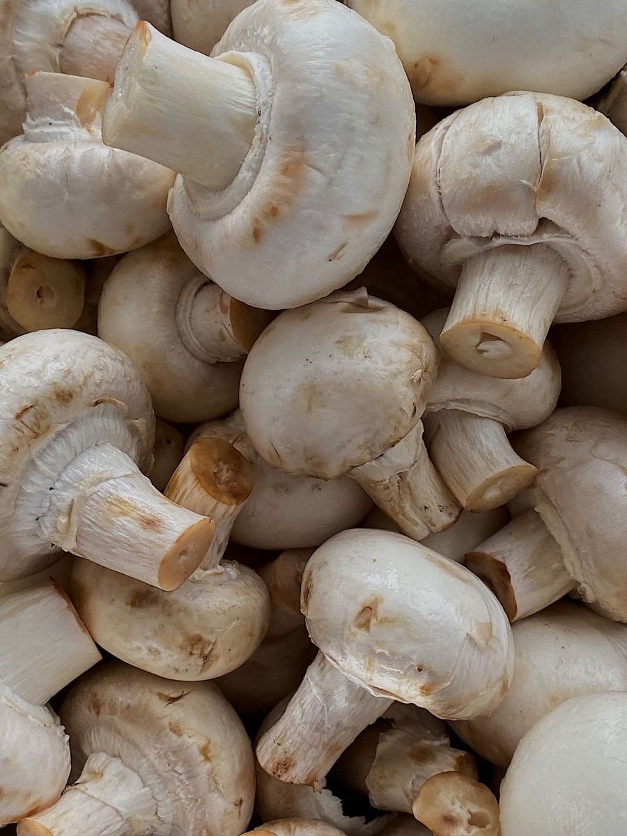 Mushroom