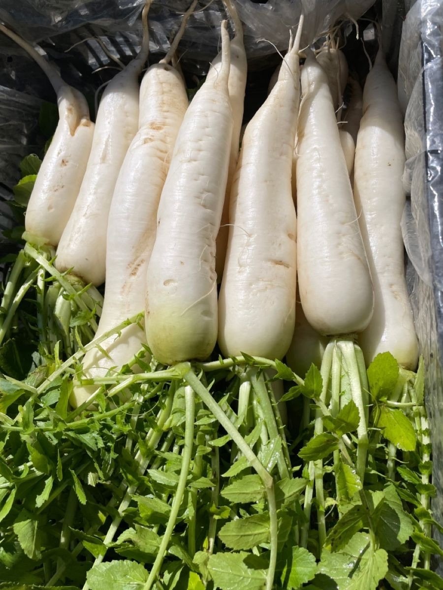 Radish