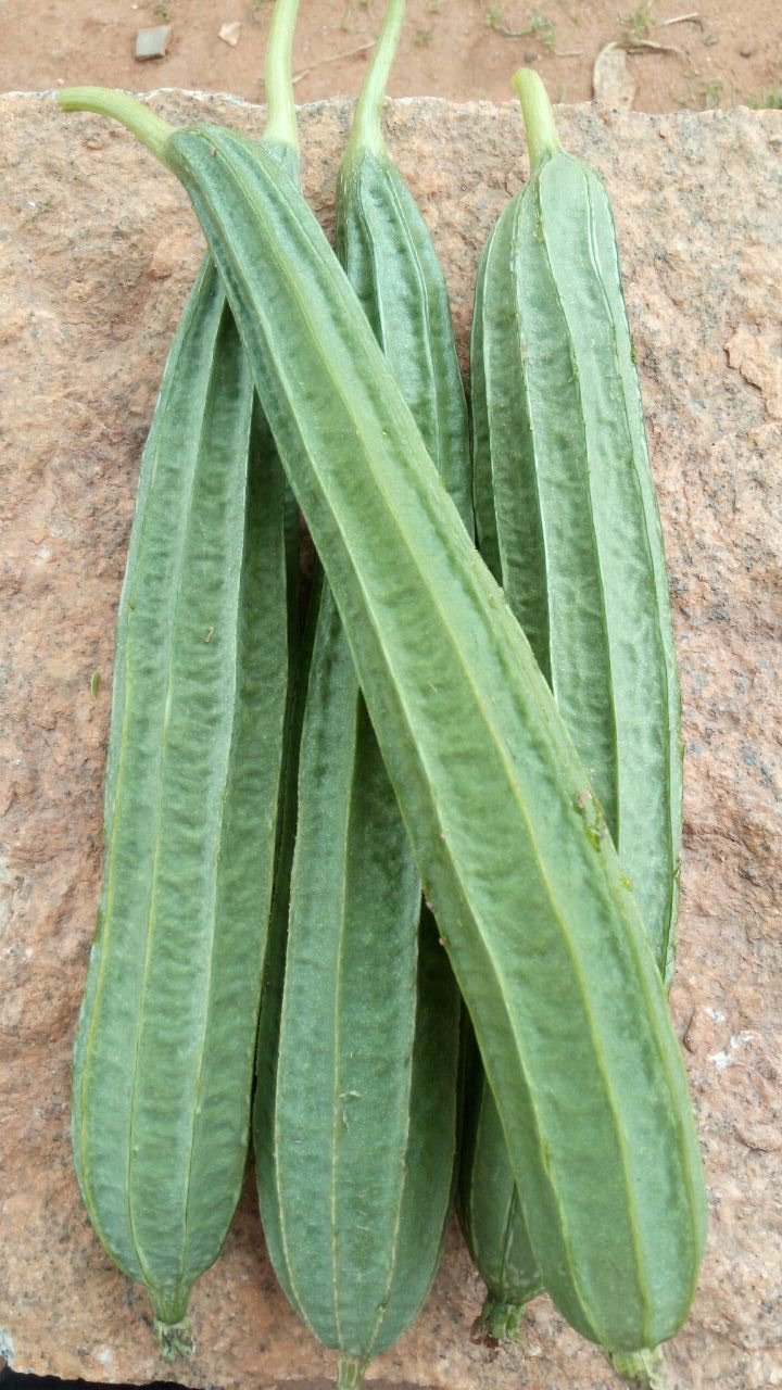 Ridge gourd