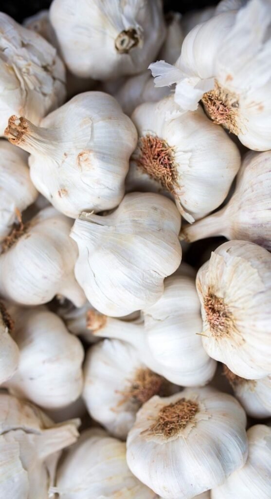 Garlic bulbs